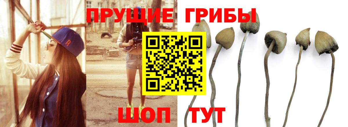 Тюмень  Галлюциногенные грибы Cubensis  Вход с VPN 